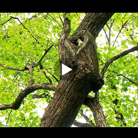 長白山國際藝術學院